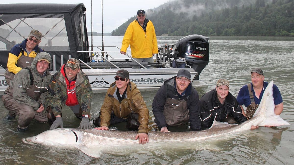 1 Sturgeon Fishing Guides Fraser River BC Canada (604) 612-7850
