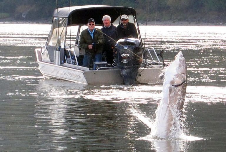White sturgeon fishing packages — Sturgeon Hunter – Sturgeon Hunter