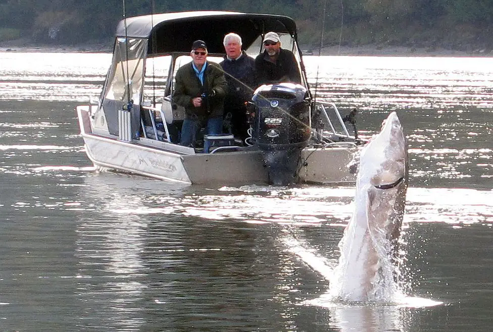 Sturgeon fishing on Fraser River B.C.