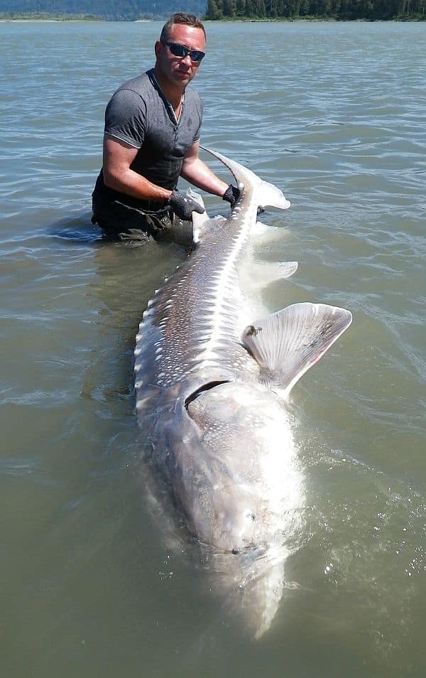 sturgeonfishingvan2